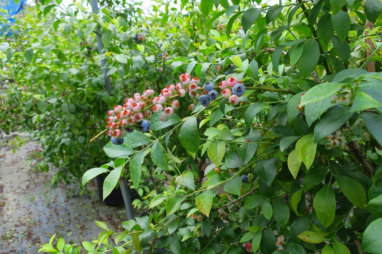 Yamano-Ie Hiraodai Kitakyushu Ngoại thất bức ảnh